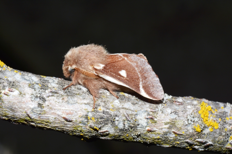 Eriogaster lanestris